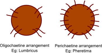 Pheretima posthuma, earthworm general characters, Earthworm external morphology, Earthworm setae structure, Setae arrangement and functions